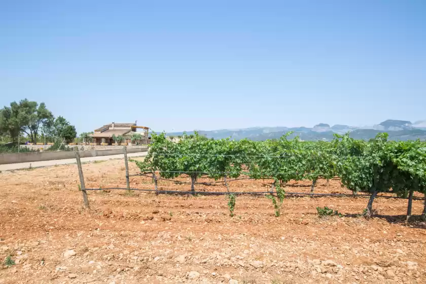 Alquiler vacacional en Es trepitjador, Binissalem