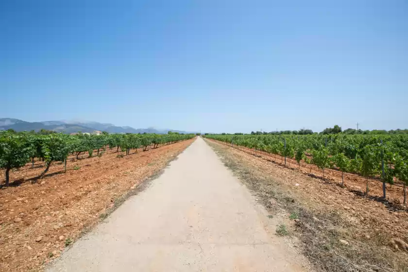 Alquiler vacacional en Es trepitjador, Binissalem