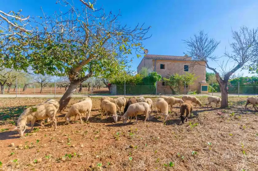 Ferienhaus auf Sa mata, Campanet