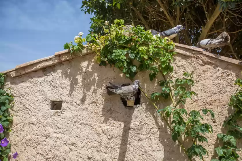 Holiday rentals in Pancuit, Son Macià