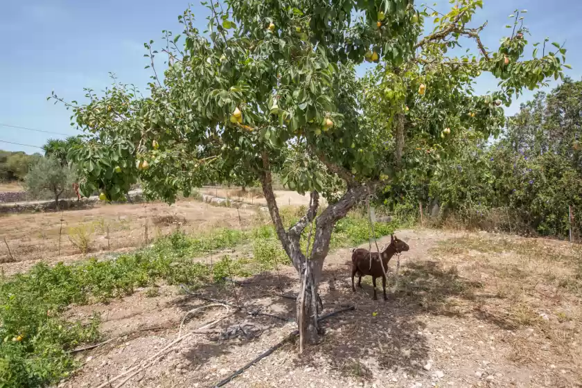 Holiday rentals in Pancuit, Son Macià