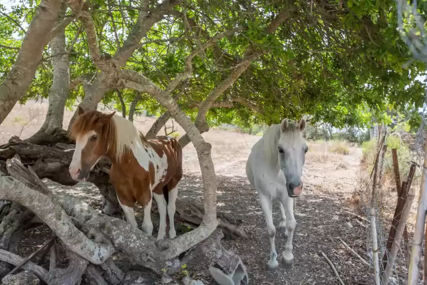 Holiday rentals in Pancuit, Son Macià