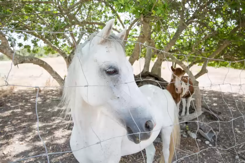 Holiday rentals in Pancuit, Son Macià