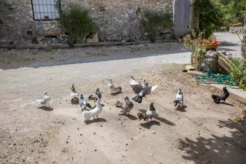 Holiday rentals in Pancuit, Son Macià