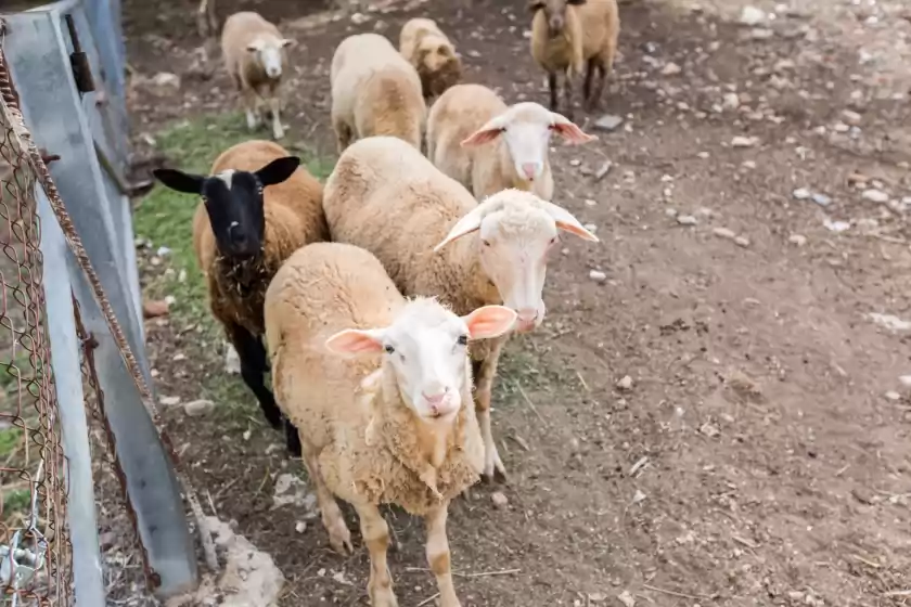 Ferienhaus auf Es marger, Sineu