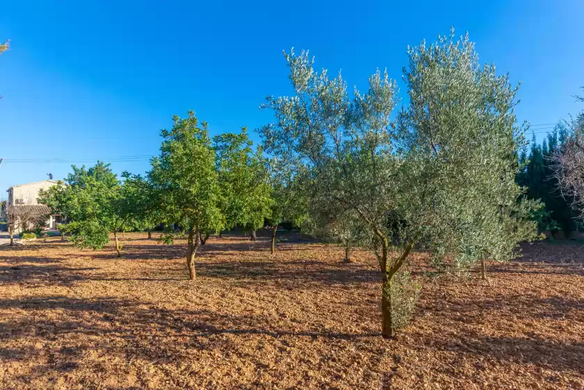 Ferienunterkünfte in Can antich, Lloseta