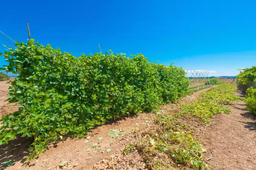 Alquiler vacacional en Sa sort llarga, Sa Pobla