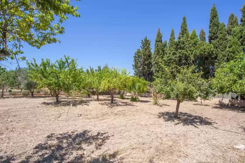 Holiday rentals in La suerte, Binissalem