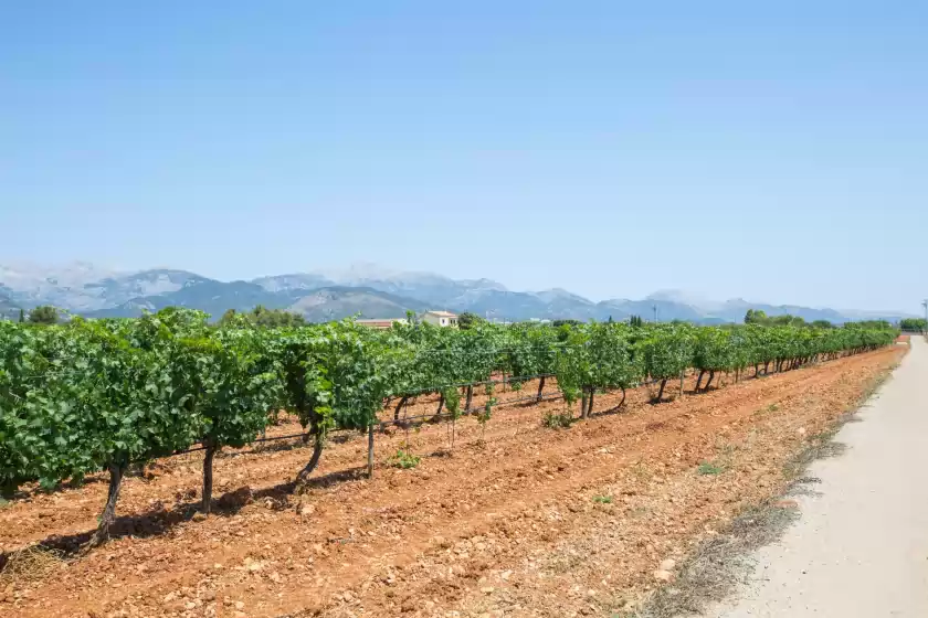 Holiday rentals in La suerte, Binissalem