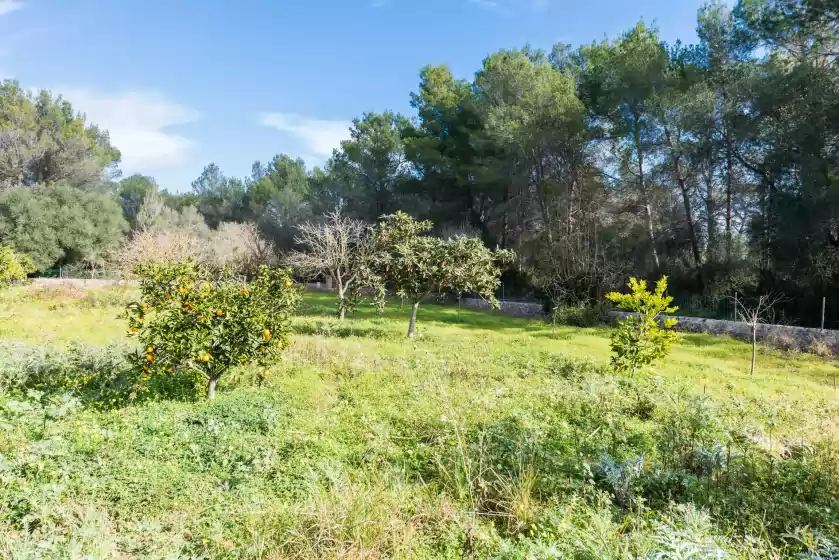 Holiday rentals in Son vega 723, es Pla de na Tesa