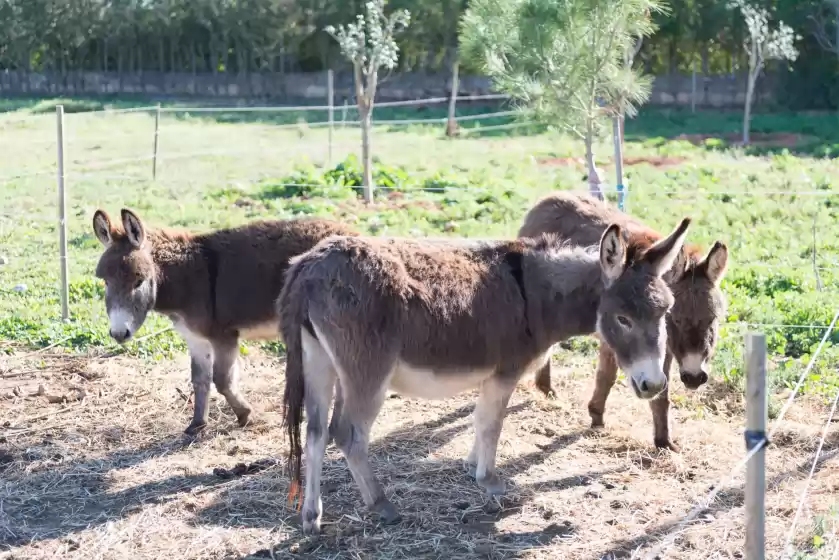 Alquiler vacacional en Campanar, Binissalem