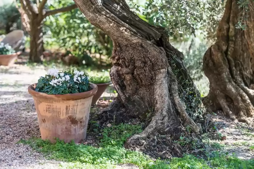 Ferienhaus auf Rustica es seguers, Fornalutx