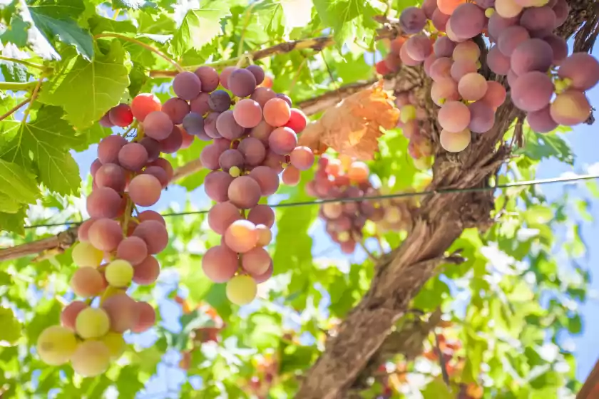 Alquiler vacacional en Villa martin, Alcúdia