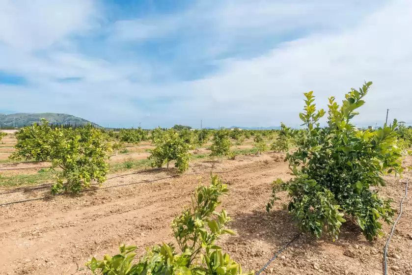 Holiday rentals in Els tarongers de son gallina, Sa Pobla