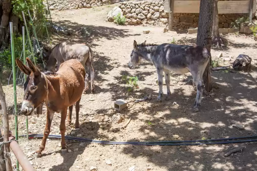Holiday rentals in Son 3, Mancor de la Vall