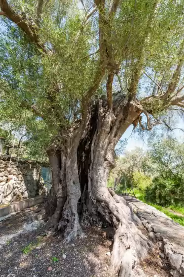 Ferienunterkünfte in La bisbal, Moscari