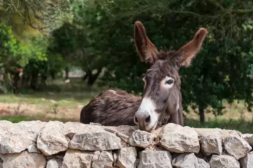 Holiday rentals in Finca son bosquer, Petra