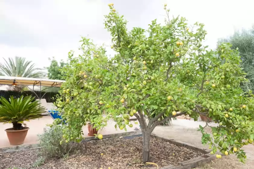 Ferienhaus auf Hostalet 10, Inca