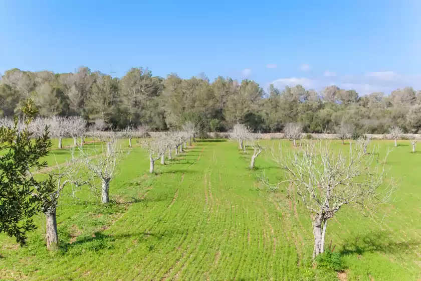 Alquiler vacacional en Son nadal, Costitx