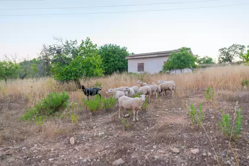 Ferienhaus auf Ca na cladera, Maria de la Salut