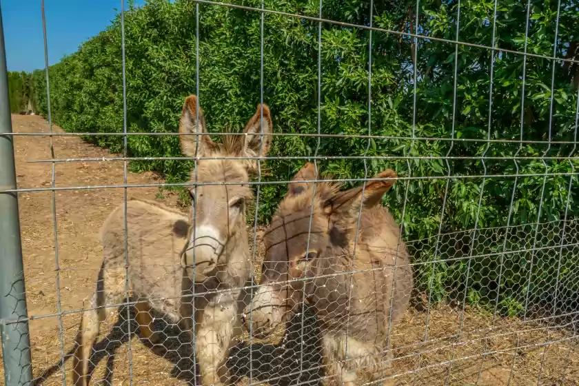 Ferienhaus auf Son ferragut can corme, Sa Pobla