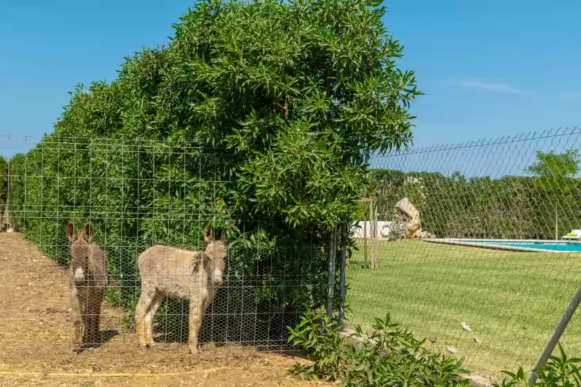 Ferienhaus auf Son ferragut can corme, Sa Pobla