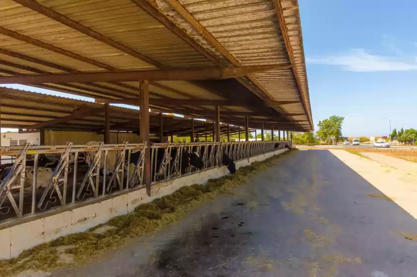 Ferienhaus auf Sa caseta de ses vaques.son covas (sa vaqueria 2), Campos