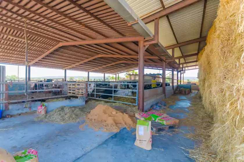 Ferienhaus auf Sa caseta de ses vaques.son covas (sa vaqueria 2), Campos