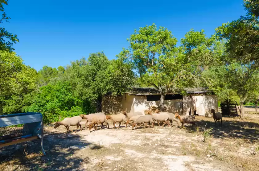 Alquiler vacacional en S'aresta den rumbet, Llucmajor