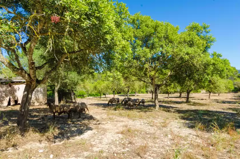 Location de vacances à S'aresta den rumbet, Llucmajor