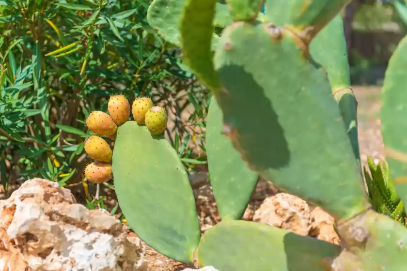 Holiday rentals in Can pina - eco cascada -, Costitx