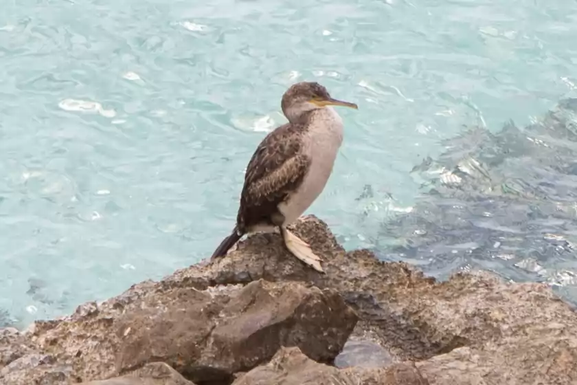 Alquiler vacacional en Can bosquerró, sa Ràpita