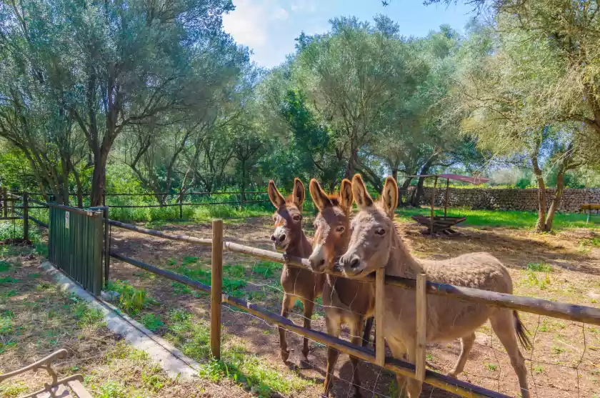 Holiday rentals in Son artigues, Porreres
