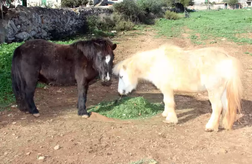 Alquiler vacacional en Ca nantònia dotze, s'Horta