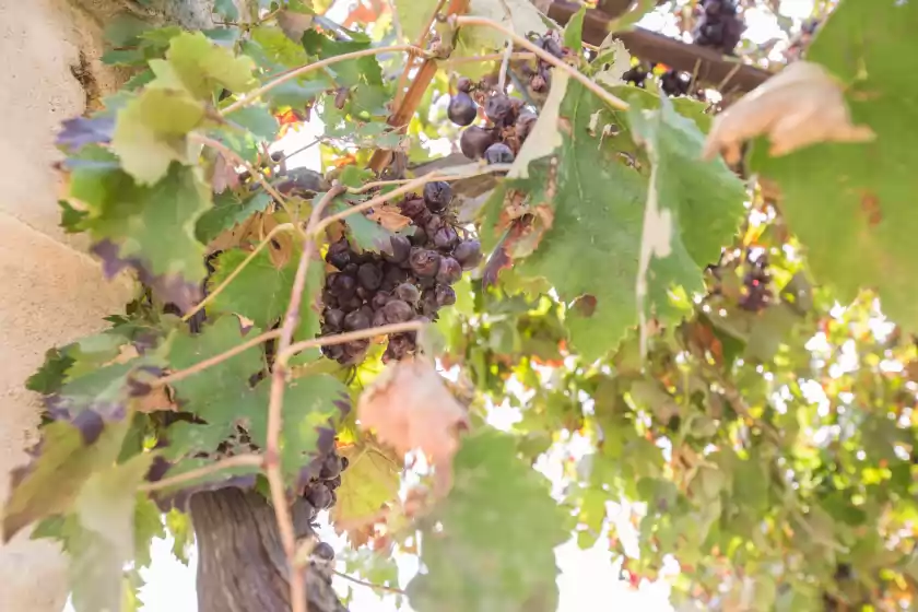 Alquiler vacacional en Baix de la vila, Vilafranca de Bonany