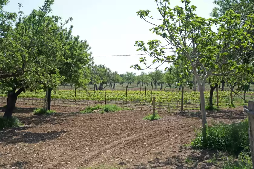 Holiday rentals in Sa parellada - gold, Moscari