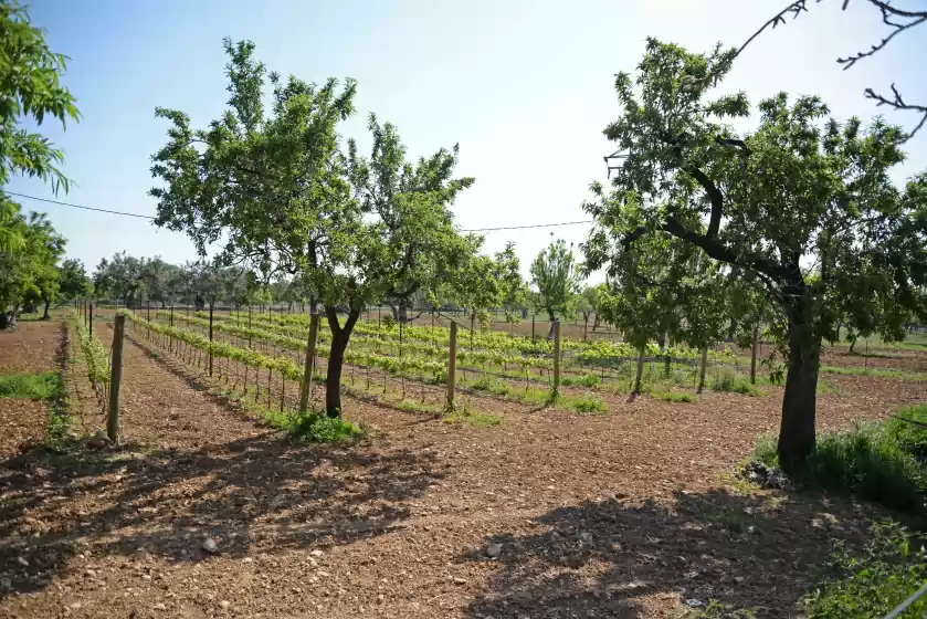 Holiday rentals in Sa parellada - gold, Moscari