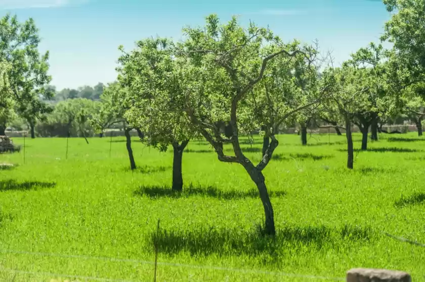 Holiday rentals in Can femenias, Artà