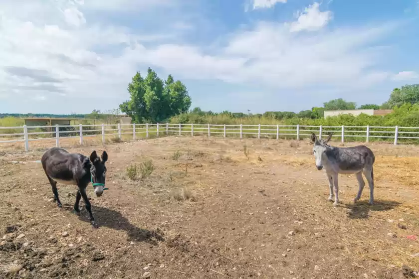 Ferienhaus auf Can tomeu, Algaida