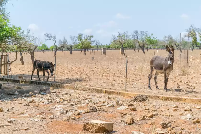 Ferienhaus auf Finca son baulo, Santa Margalida