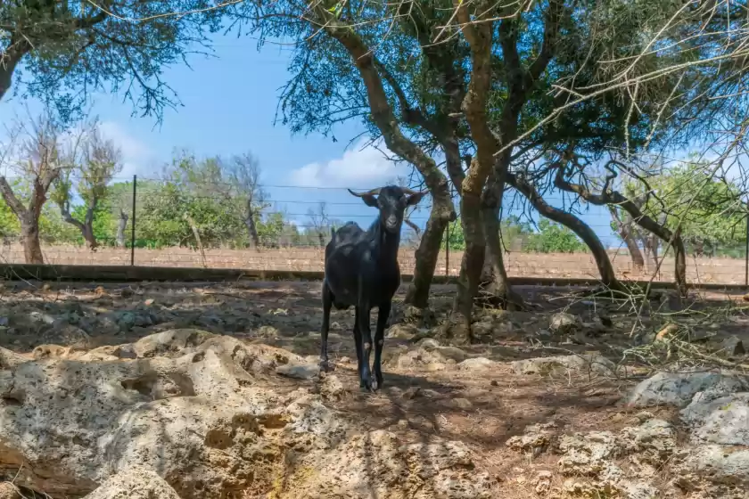 Ferienhaus auf Finca son baulo, Santa Margalida