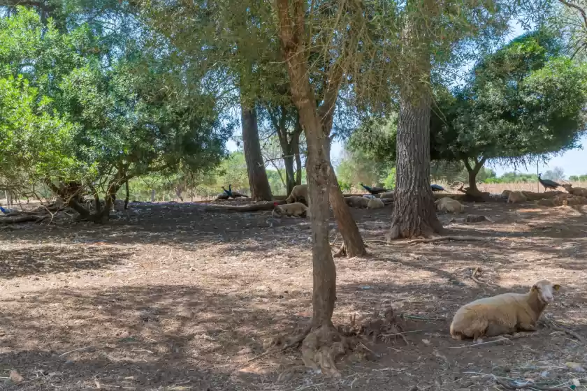 Ferienhaus auf Finca son baulo, Santa Margalida