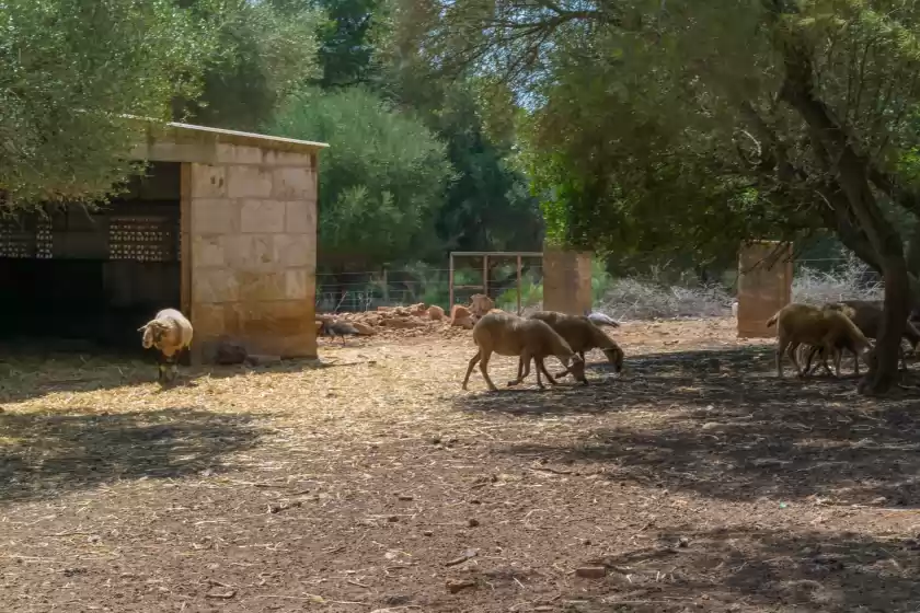Ferienhaus auf Finca son baulo, Santa Margalida