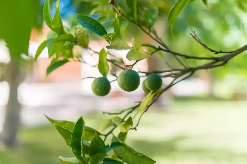 Ferienhaus auf S'hort de cas missé - adults only - supreme - t, Selva