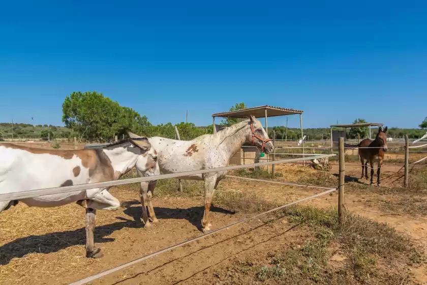 Alquiler vacacional en Lo den creus, Campos