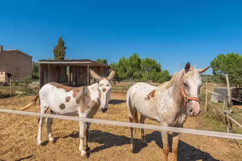Alquiler vacacional en Lo den creus, Campos