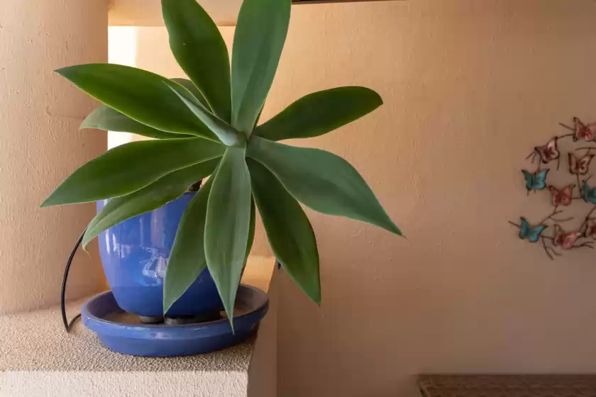 Alquiler vacacional en Bahia de la plata 1d pisc cat 2, Estepona