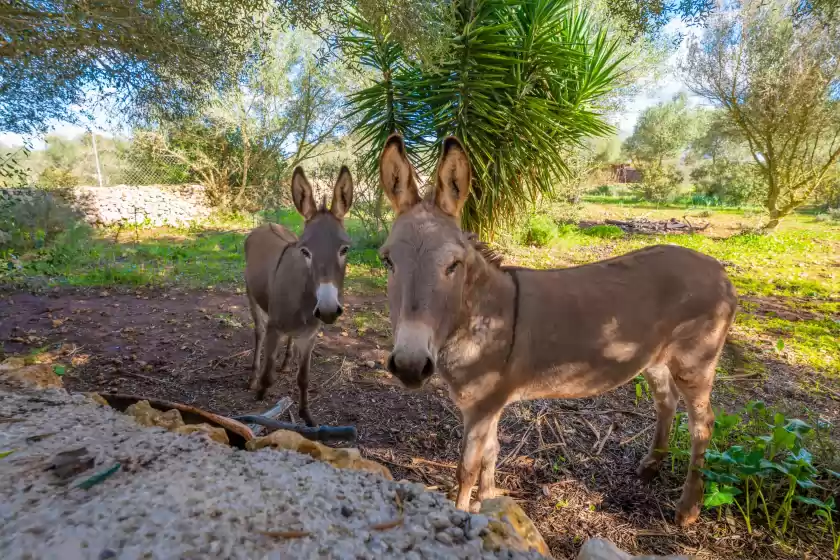 Ferienhaus auf Calderitx, Ariany