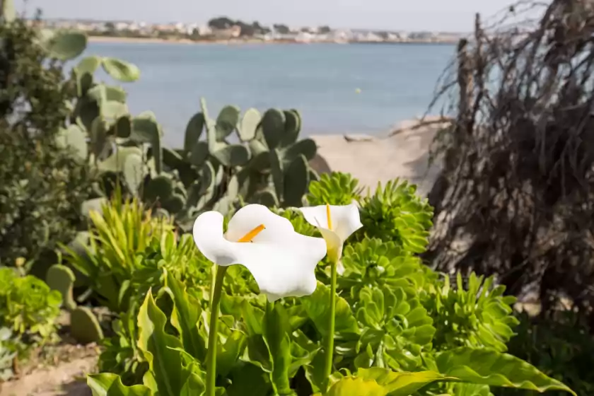 Ferienhaus auf Racó cas cabriol, s'Estanyol de Migjorn