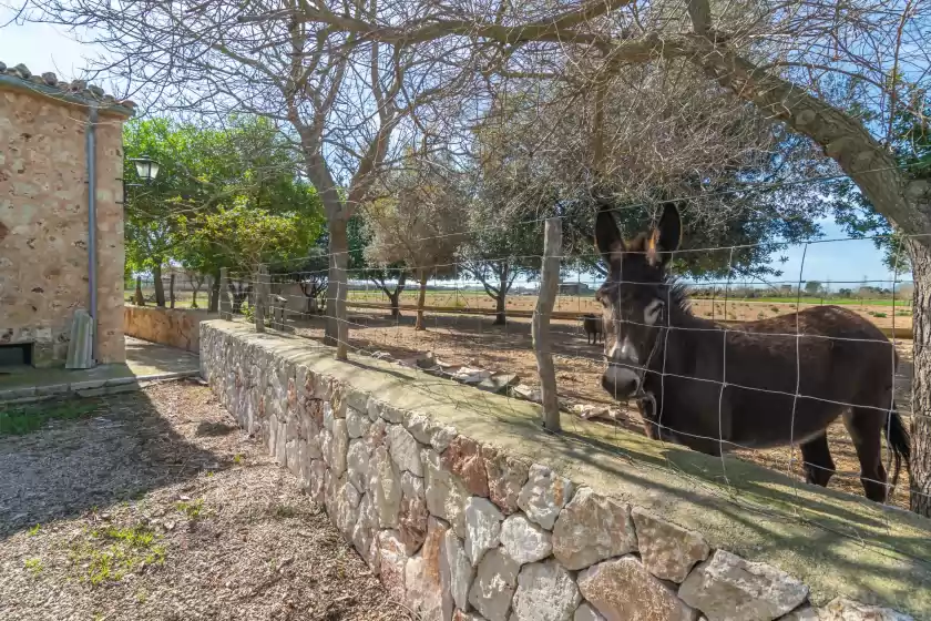 Ferienhaus auf Rafal roig, Sa Pobla